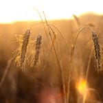 machine learning for climate change response