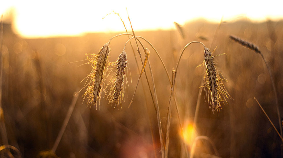 machine learning for climate change response